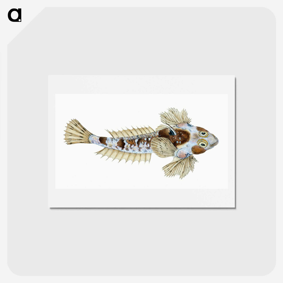 1-52_The-Natural-History-of-British-Fishes_hagaki