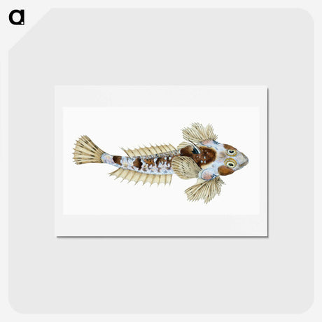 1-52_The-Natural-History-of-British-Fishes_hagaki