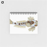 1-52_The-Natural-History-of-British-Fishes_memo