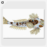 1-52_The-Natural-History-of-British-Fishes_picture-crop