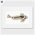 1-52_The-Natural-History-of-British-Fishes_picture