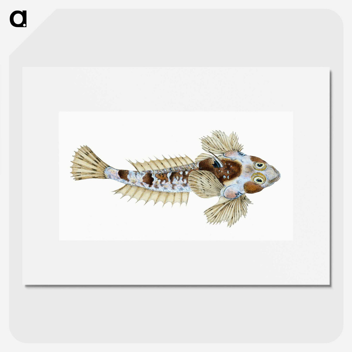1-52_The-Natural-History-of-British-Fishes_picture