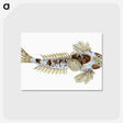 1-52_The-Natural-History-of-British-Fishes_postcard