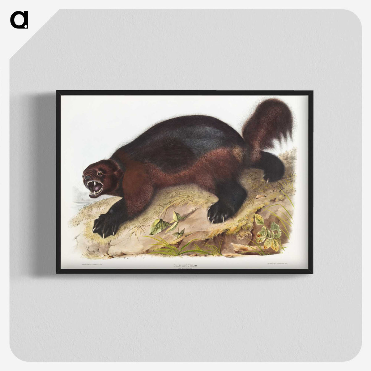 1-52_The-Viviparous-Quadrupeds_blk-crop