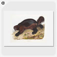 1-52_The-Viviparous-Quadrupeds_picture