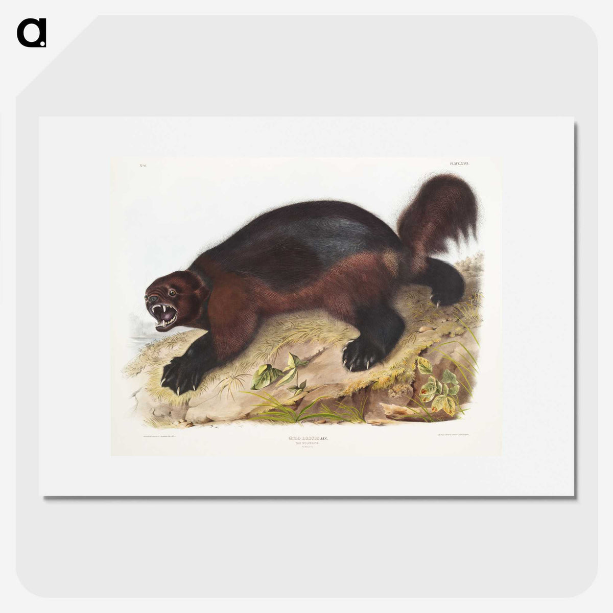 1-52_The-Viviparous-Quadrupeds_picture