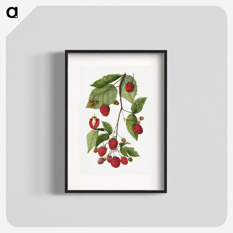 1-52_USDA-Watercolor-Fruit-Painting-Collection_blk
