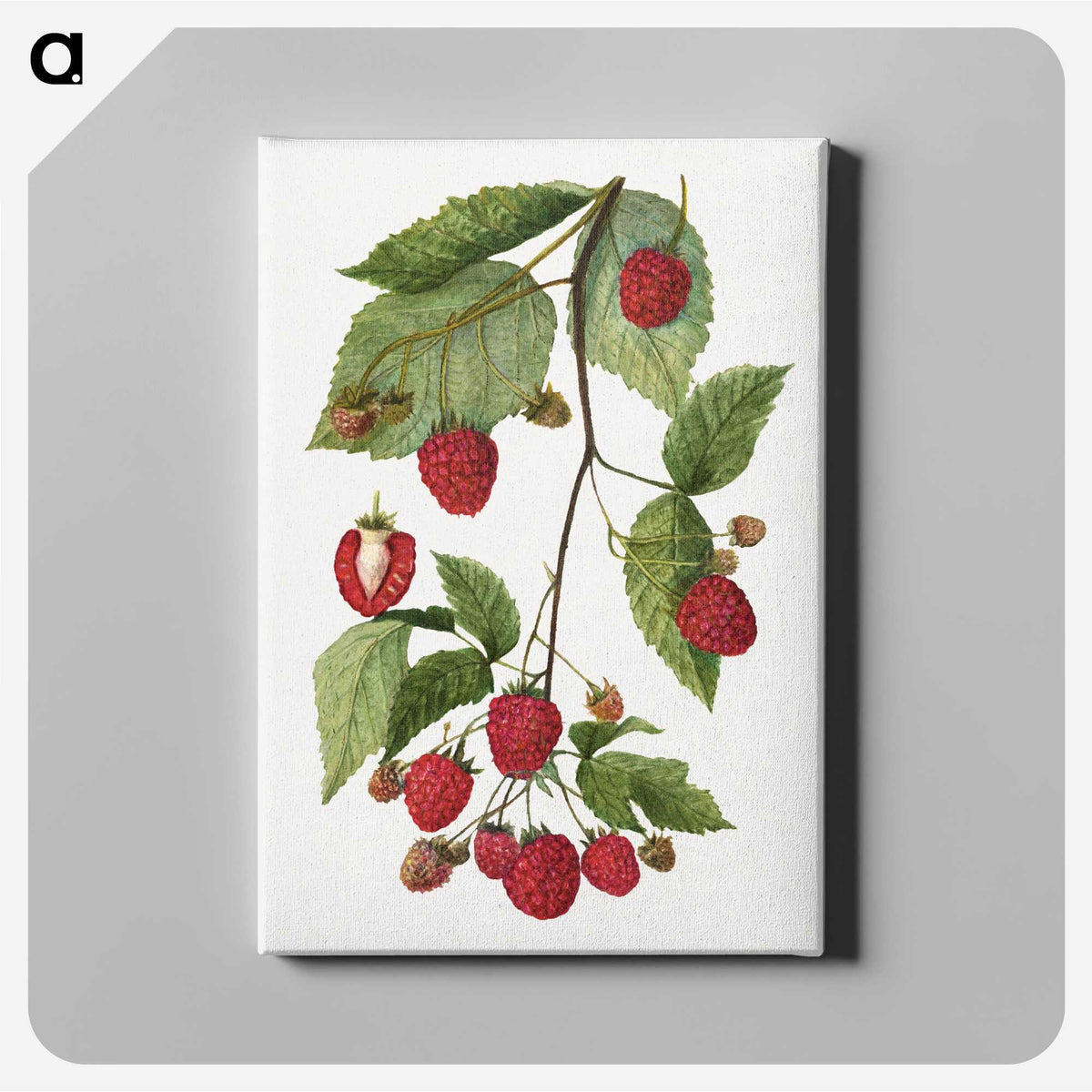1-52_USDA-Watercolor-Fruit-Painting-Collection_canvas