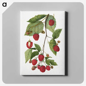 1-52_USDA-Watercolor-Fruit-Painting-Collection_canvas
