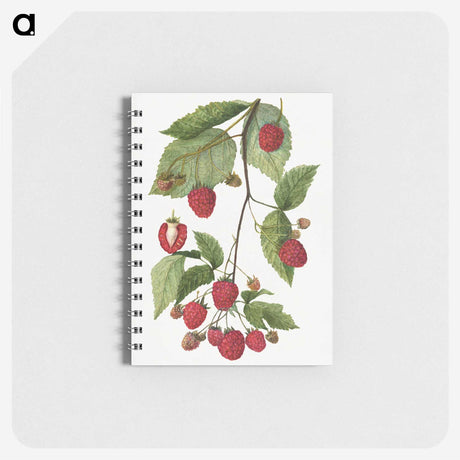 1-52_USDA-Watercolor-Fruit-Painting-Collection_memo
