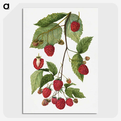 1-52_USDA-Watercolor-Fruit-Painting-Collection_picture-crop