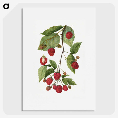 1-52_USDA-Watercolor-Fruit-Painting-Collection_picture