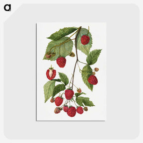 1-52_USDA-Watercolor-Fruit-Painting-Collection_postcard