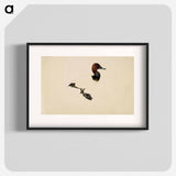 Common pochard - Wilhelm von Wright Poster.