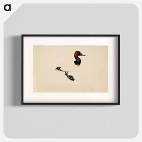 アートポスター-Common pochard - ヴィルヘルム フォン ライト Poster.