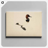 Common pochard - ヴィルヘルム フォン ライト Canvas.