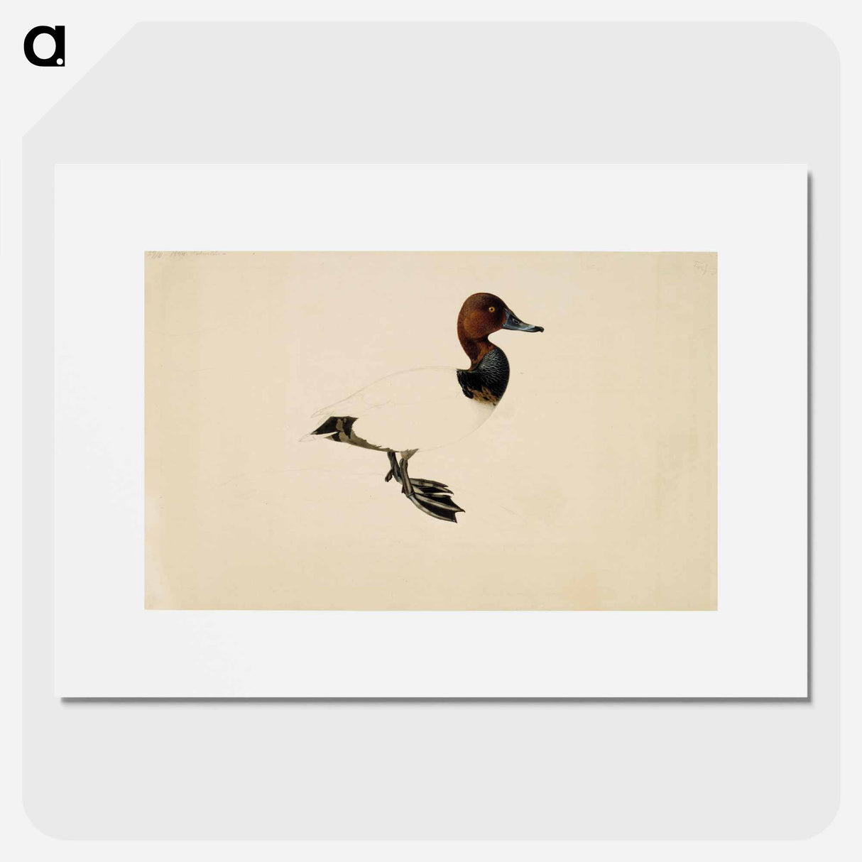 Common pochard - Wilhelm von Wright Poster.