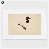 Common pochard - Wilhelm von Wright Poster.