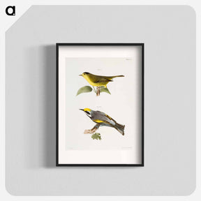 アートポスター-The Gren Black-capped Warbler (Wilsonia pusilla) 118. The Golden-winged Warbler (Vermivora chrysoptera) illustration from Zoology of New York by - ニューヨークの動物学 Poster.