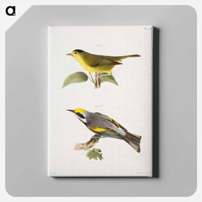 アートパネル-The Gren Black-capped Warbler (Wilsonia pusilla) 118. The Golden-winged Warbler (Vermivora chrysoptera) illustration from Zoology of New York by - ニューヨークの動物学 Canvas.
