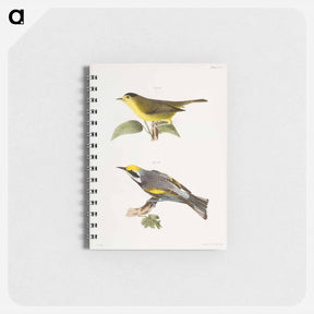 アートメモ帳-The Gren Black-capped Warbler (Wilsonia pusilla) 118. The Golden-winged Warbler (Vermivora chrysoptera) illustration from Zoology of New York by - ニューヨークの動物学 Memo.
