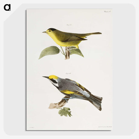 1-52_Zoology-of-New-York_picture-crop