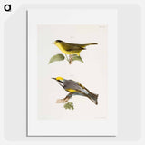 The Gren Black-capped Warbler (Wilsonia pusilla) 118. The Golden-winged Warbler (Vermivora chrysoptera) illustration from Zoology of New York by - ニューヨークの動物学 Poster.