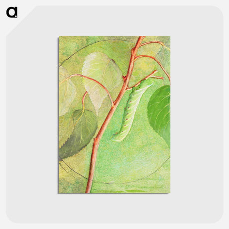 アートポストカード-Sphinx Caterpillar - アボット ハンダーソン セイヤー Postcard.