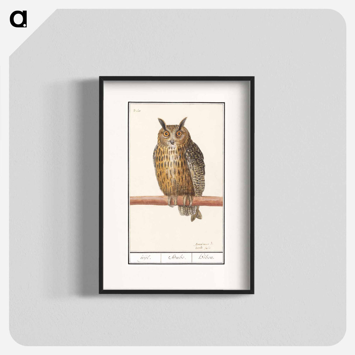 Long-eared owl - アンセルムス ボエティウス デ ブート Poster.