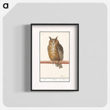 Long-eared owl - アンセルムス ボエティウス デ ブート Poster.