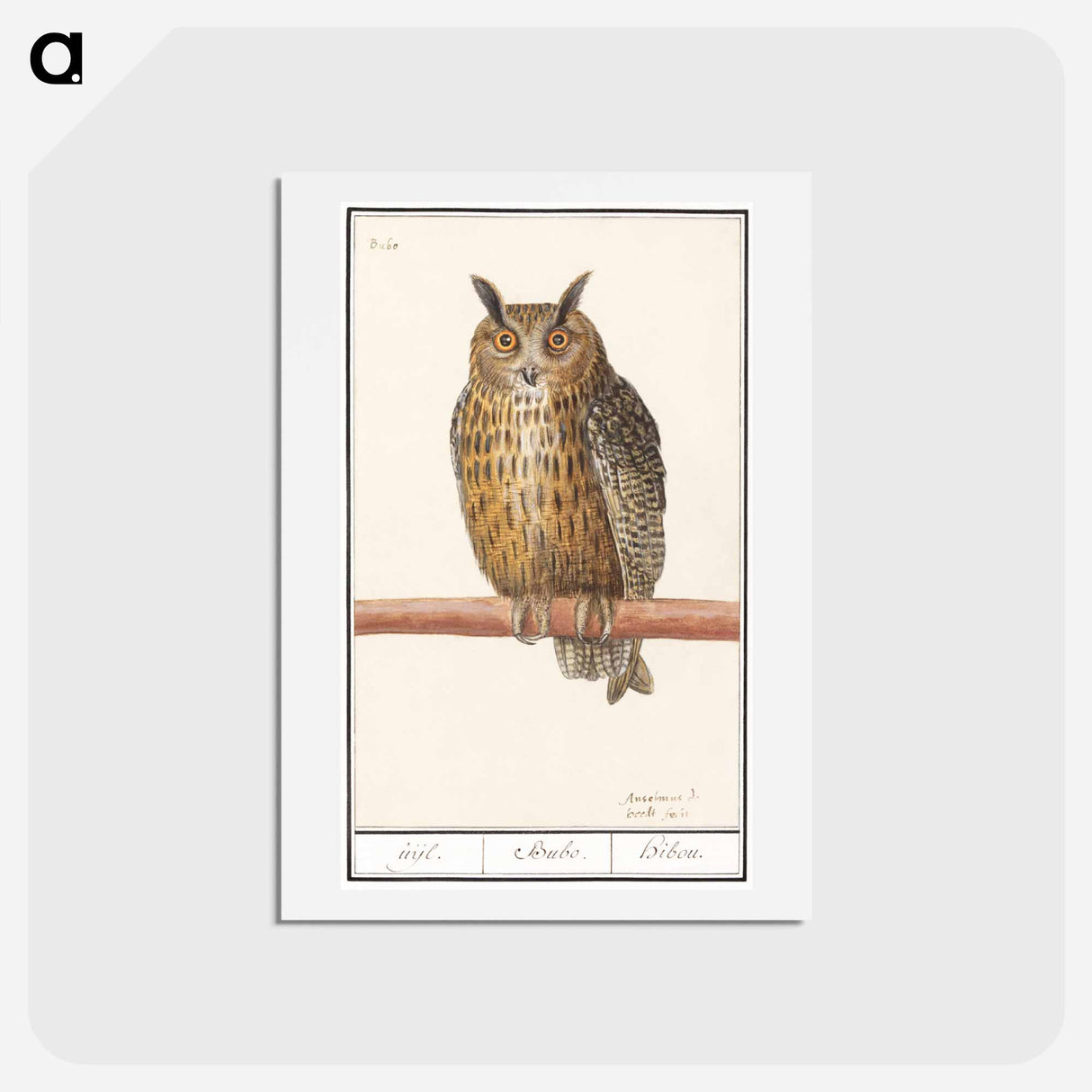 Long-eared owl - アンセルムス ボエティウス デ ブート Postcard.