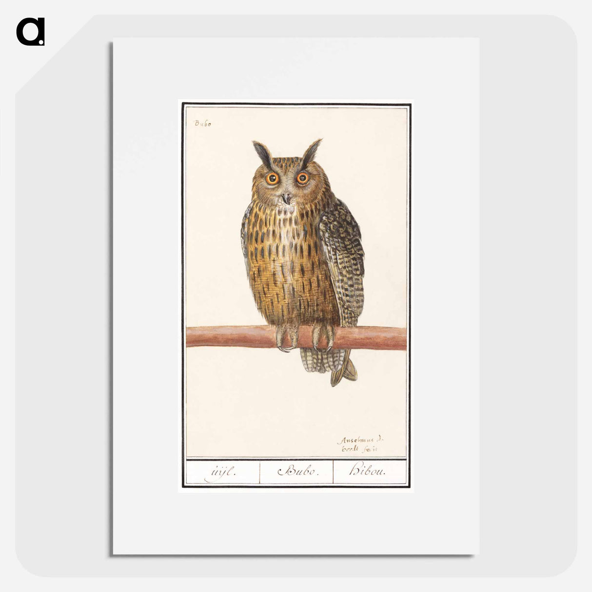 Long-eared owl - アンセルムス ボエティウス デ ブート Poster.
