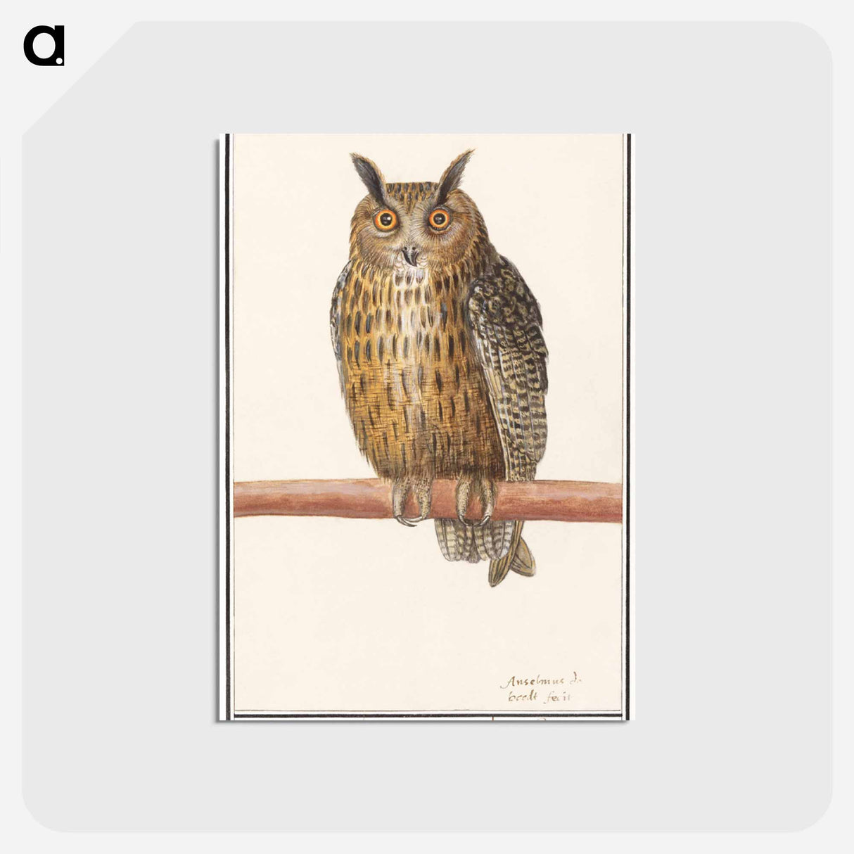 Long-eared owl - アンセルムス ボエティウス デ ブート Postcard.