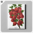 1-53_Botanical-Specimen-Plates_canvas