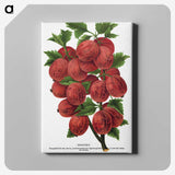 1-53_Botanical-Specimen-Plates_canvas