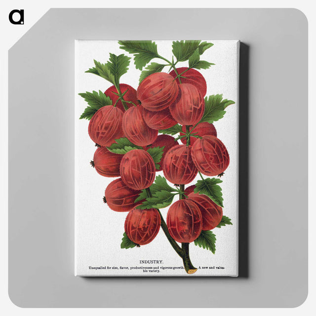 1-53_Botanical-Specimen-Plates_canvas