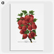 1-53_Botanical-Specimen-Plates_picture