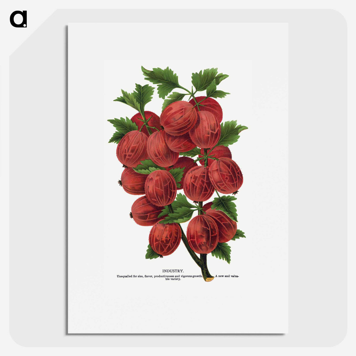 1-53_Botanical-Specimen-Plates_picture