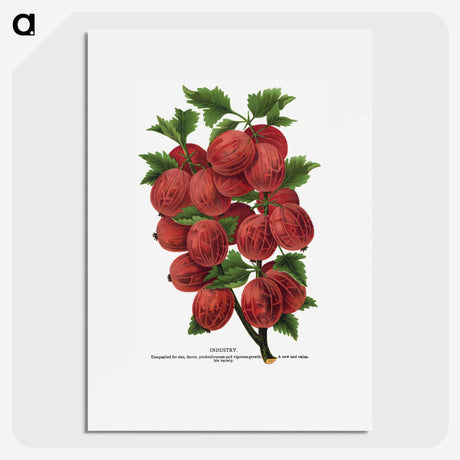 1-53_Botanical-Specimen-Plates_picture