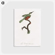 1-53_Des-Oiseaux-de-Paradis_postcard