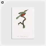 1-53_Des-Oiseaux-de-Paradis_postcard