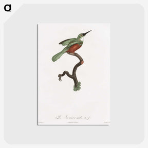 1-53_Des-Oiseaux-de-Paradis_postcard