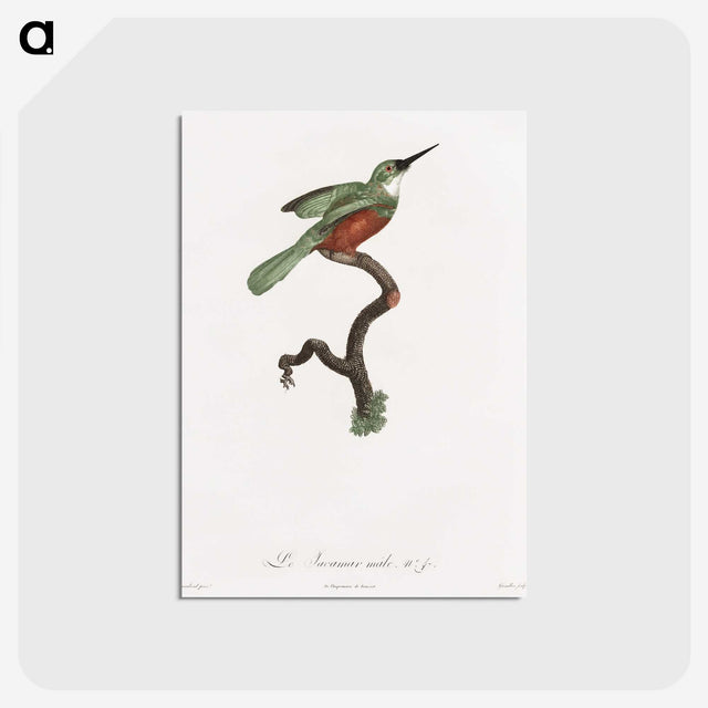 1-53_Des-Oiseaux-de-Paradis_postcard