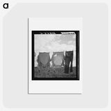 1-53_Dorothea-Lange_hagaki