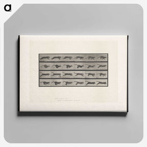 1-53_Eadweard-Muybridge_canvas