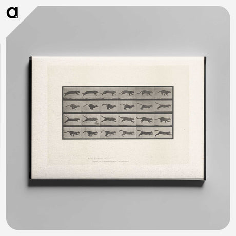 1-53_Eadweard-Muybridge_canvas