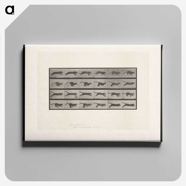 1-53_Eadweard-Muybridge_canvas