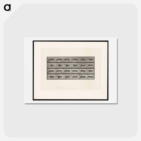 アートポストカード-Running Cat
 - エドワード マイブリッジ Postcard.