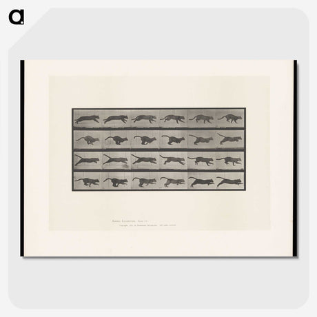 1-53_Eadweard-Muybridge_picture-crop
