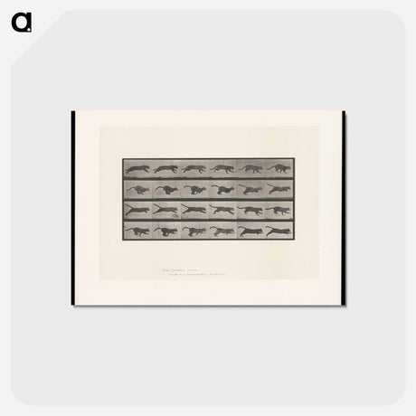 アートポストカード-Running Cat
 - エドワード マイブリッジ Postcard.